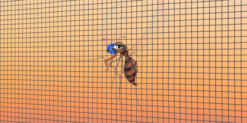 Last van insecten in huis?